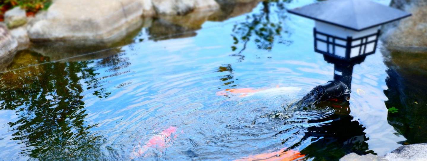 Kot-Karpfen im Teich in einem japanischen Garten (Wasser fließt ruhig dahin, intensives Blau)