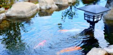 Kot-Karpfen im Teich in einem japanischen Garten (Wasser fließt ruhig dahin, intensives Blau)