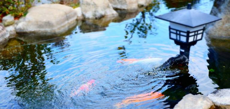 Kot-Karpfen im Teich in einem japanischen Garten (Wasser fließt ruhig dahin, intensives Blau)