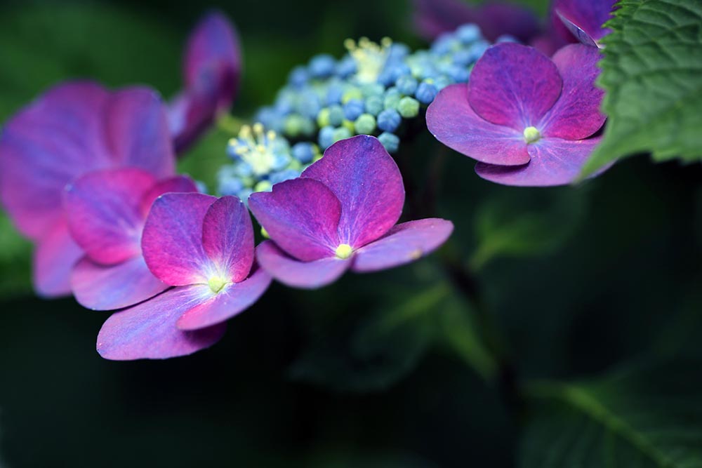 Lila Hortensien und blaue Knospen