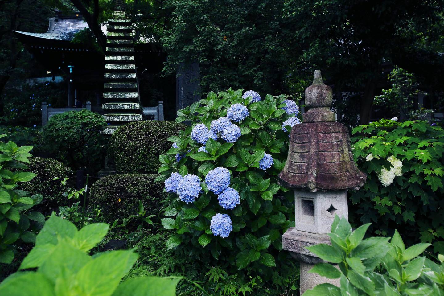 Hortensien im Tempel Myōrakuji