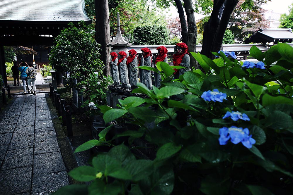 Hortensien im Myōrakuji, Menschen und Buddha-Statuen im Hintergrund