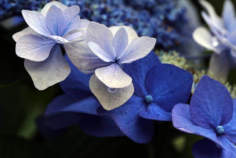 Blauviolette Hortensien