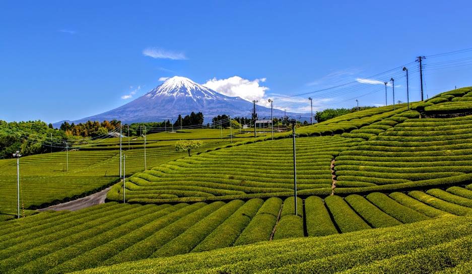Fuji und Teefelder