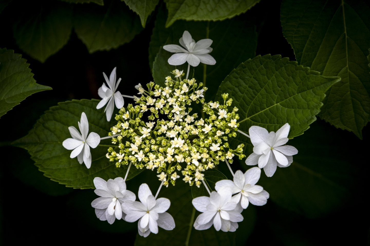 Weiße Hortensie mit gelben Knospen vor dunklem Hintergrund