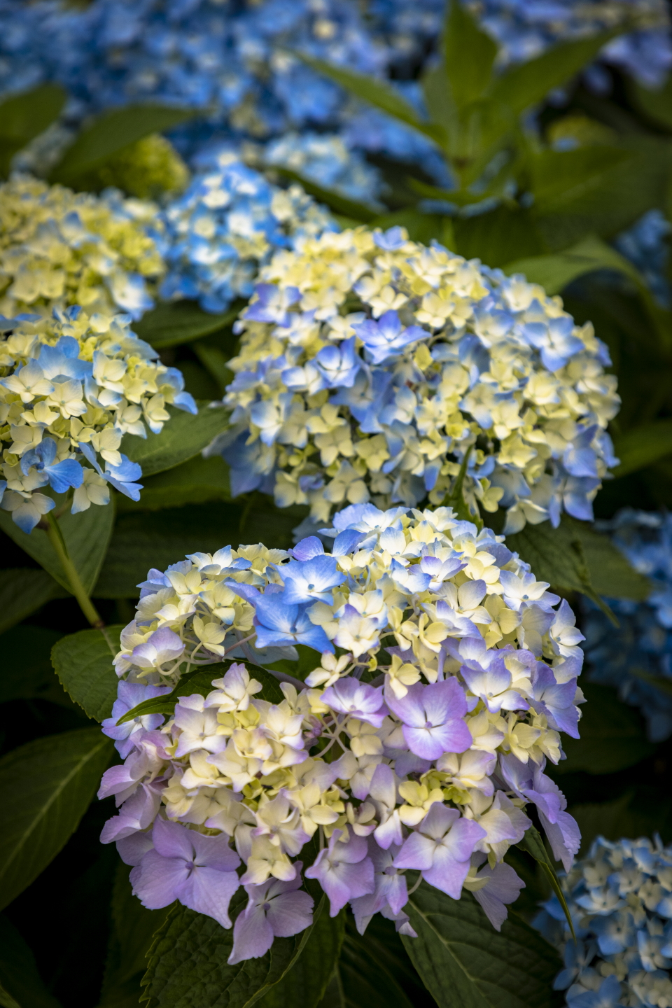 Blau-Rosa Hortensien