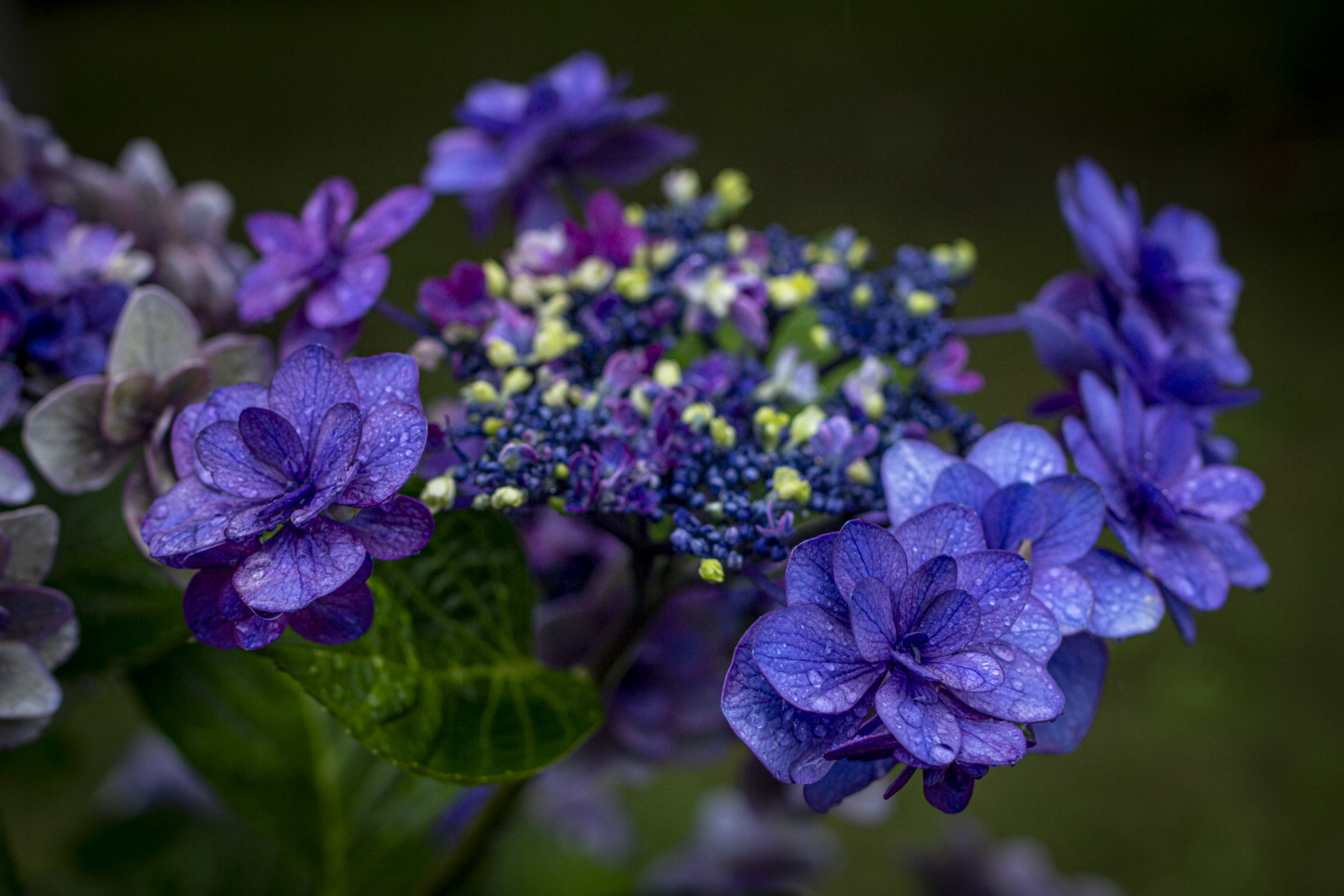 Violette Hortensien vor dunklem Hintergrund