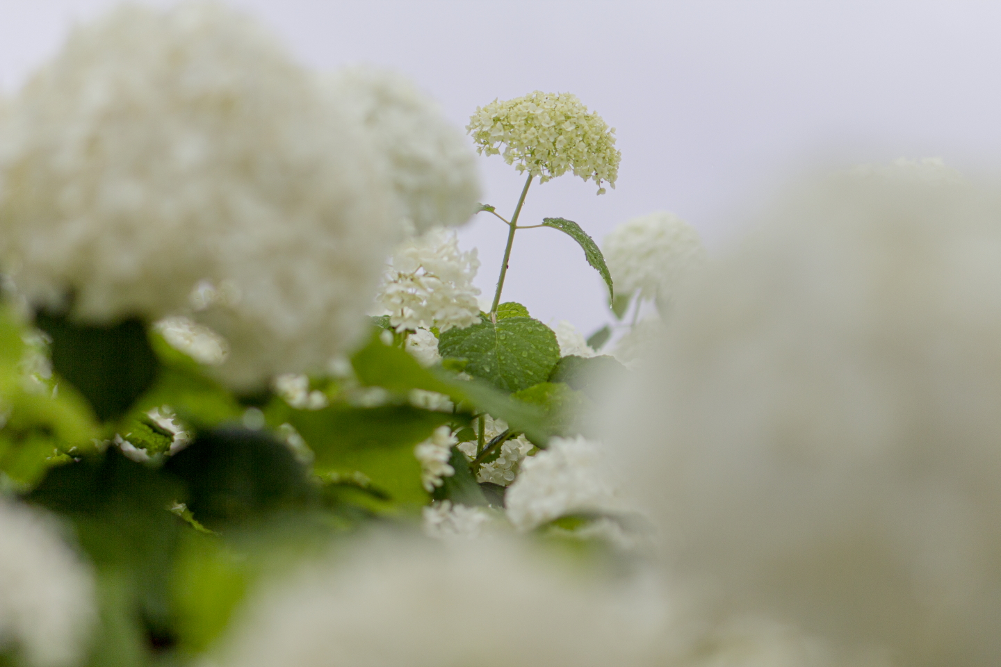 Weiße Hortensie vor hellem, verschwommenem Hintergrund