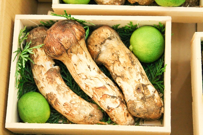 Matsutake-Pilze