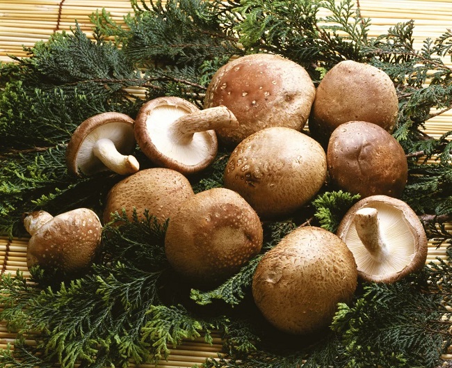 Shiitake