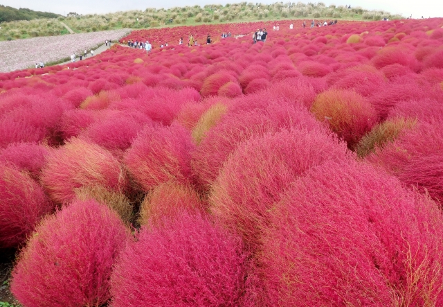 Hitachi Seaside Park