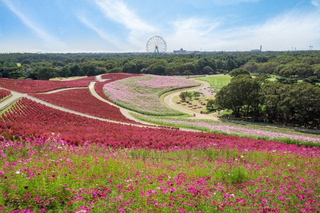 Hitachi Seaside Park