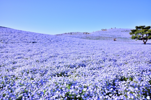 Hitachi Seaside Park