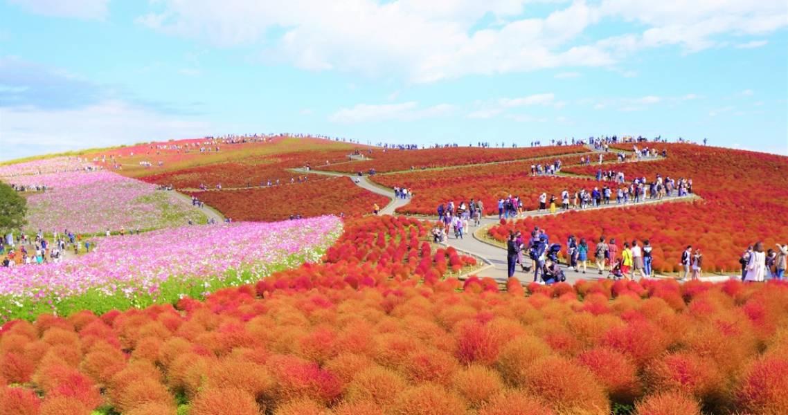 Hitachi Seaside Park