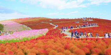 Hitachi Seaside Park