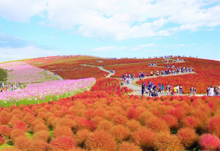 Hitachi Seaside Park