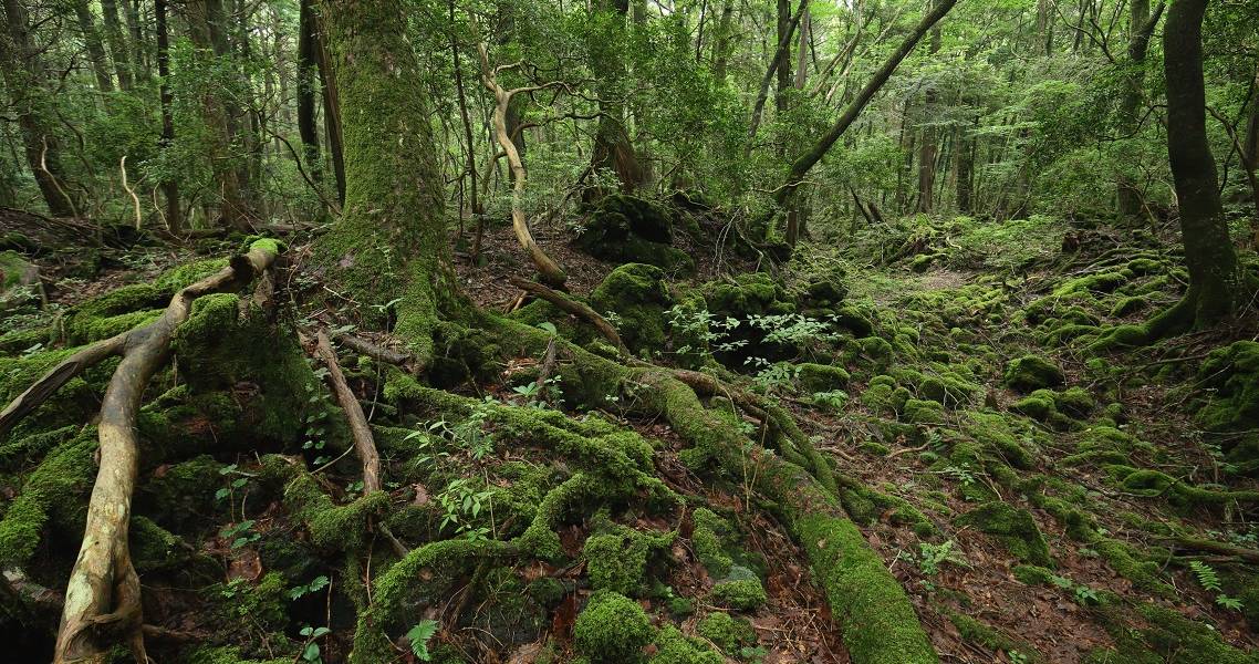 Aokigahara-Wald mit moosbewachsenen Bäumen