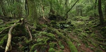 Aokigahara-Wald mit moosbewachsenen Bäumen