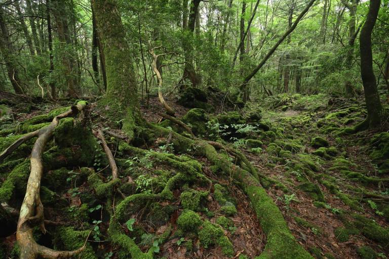 Aokigahara-Wald mit moosbewachsenen Bäumen