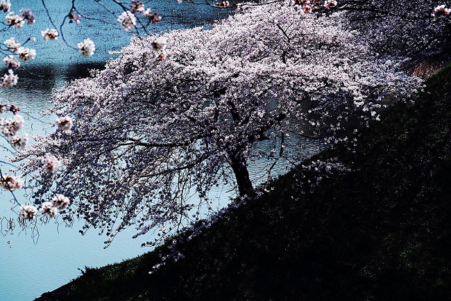 Blühender Kirschbaum am Ufer des Wassergrabens