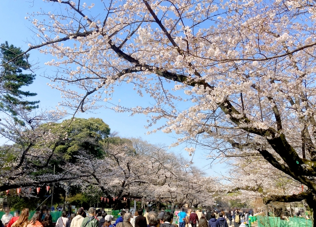 Kirschblüten im Ueno-Park.