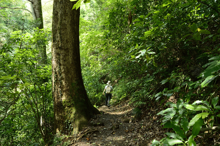 Wanderwege auf dem Takao-Berg.