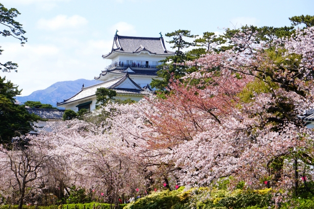 Burg Odawara zur Kirschblütenzeit.