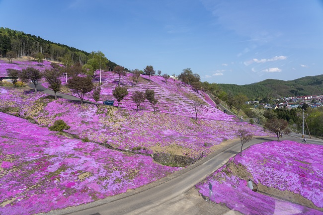 Shibazakura in Takinoue