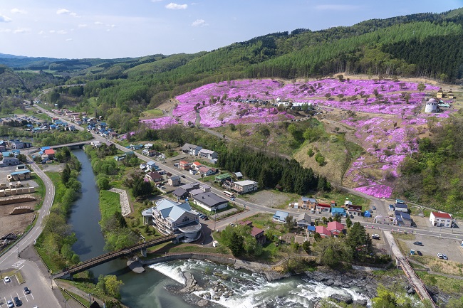 Shibazakura in Takinoue