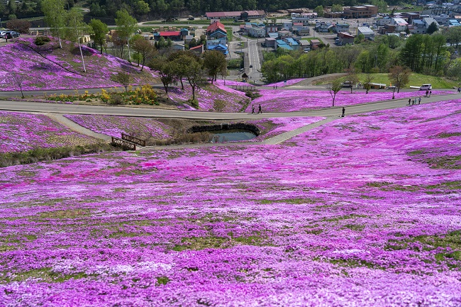 Shibazakura in Takinoue