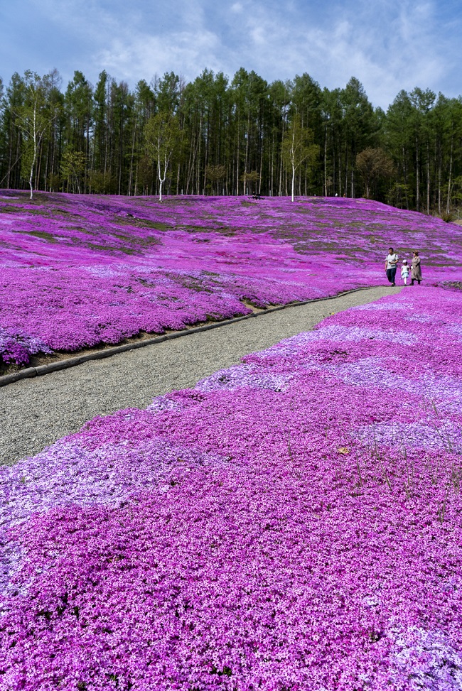 Shibazakura in Takinoue