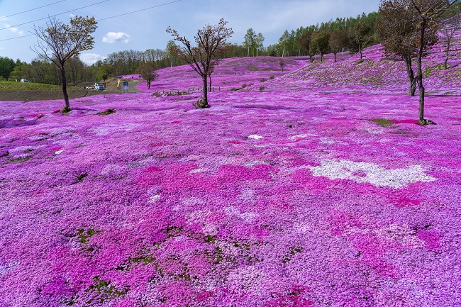 Shibazakura in Takinoue