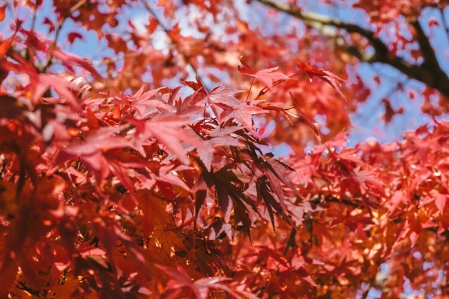 Herbstlaub in Dazaifu, Fukuoka