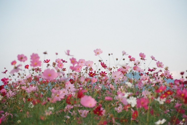 Blumen in Fukuoka