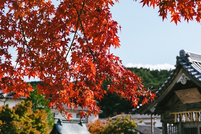 Herbstlaub in Dazaifu, Fukuoka.