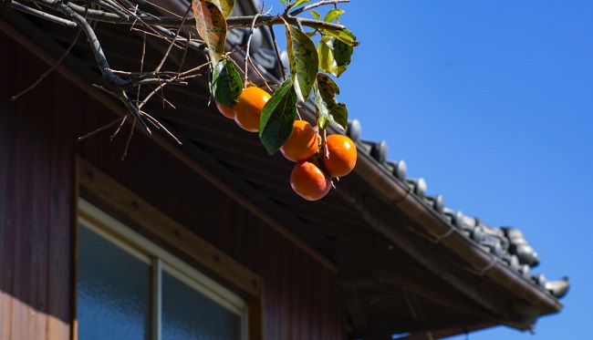 Kaki-Früchte auf Itoshima, Fukuoka.