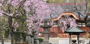 Der Jindaiji-Tempel in Chōfu, Tōkyō.