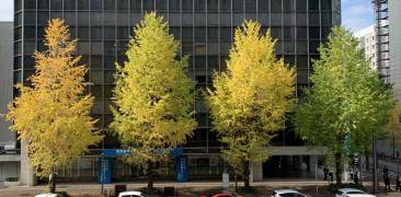 Herbstlaub in der Stadt Fukuoka.