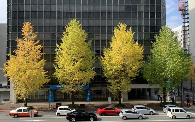 Herbstlaub in der Stadt Fukuoka.