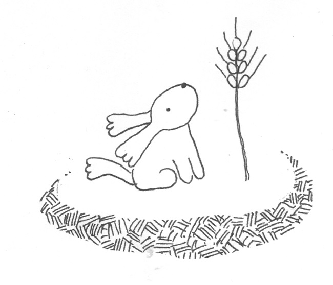 Der kleine Hund Lito neben einer Weizenäre