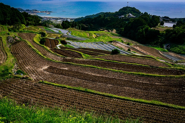 Terrassenfelder vor blauem Meer in Nagasaki