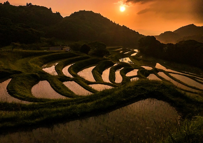 Terrassenreisfelder in Chiba im Licht der untergehenden Sonne