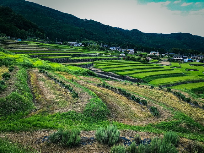 Terrassenfelder vor Bergkulisse in der Präfektur Yamanashi