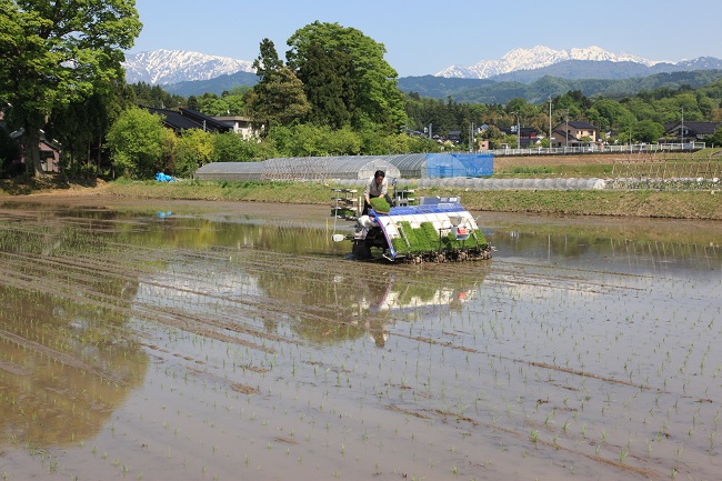 Ein Bauer beim Reisanbau in der Präfektur Toyama