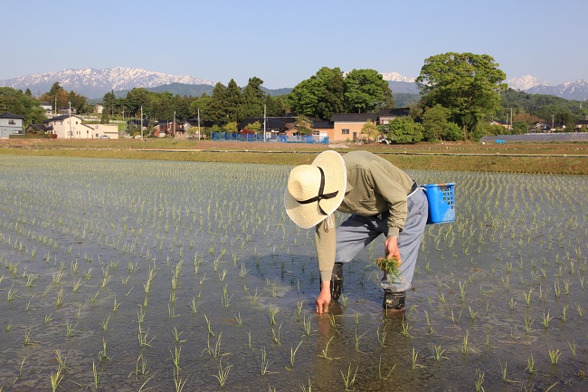 Ein Arbeiter beim Reisanbau in der Präfektur Toyama