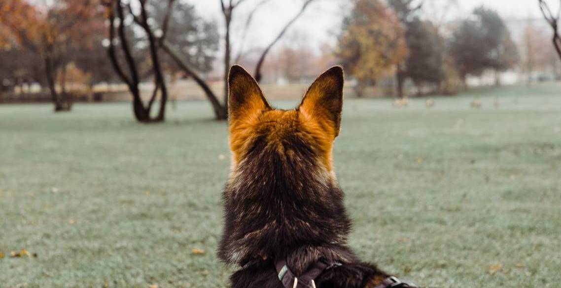 Rückansicht Schäferhund, der in die Landschaft schaut