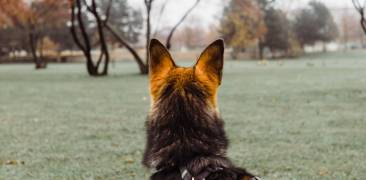 Rückansicht Schäferhund, der in die Landschaft schaut