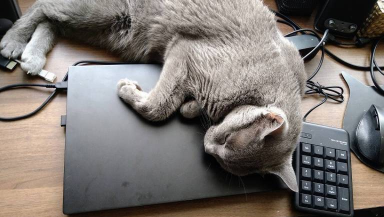 Katze auf Laptop