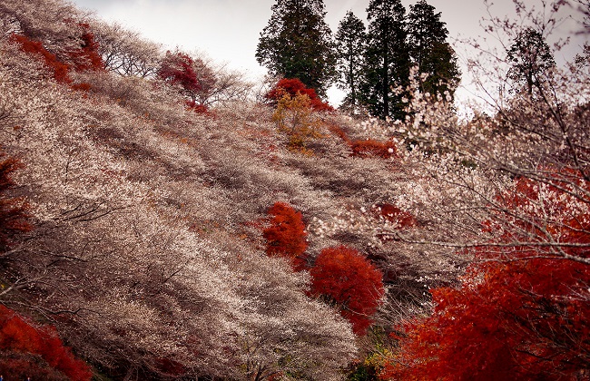 Kirschblüten und rote Herbstbäume