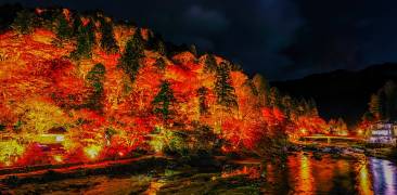 Beleuchtete Ahornbäume am Fluss vor nächtlichem Himmel